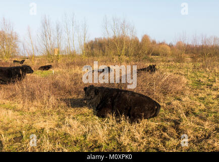 Galloway Rinder, Beweidung, ruhenden River Park Maasvallei, Naturpark, Reserve, ehemaliger kiesabbau an der Maas, Limburg, Belgien. Stockfoto