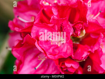 Eine Makroaufnahme einer rosa Rhododendron Blüte. Stockfoto