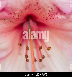 Eine Makroaufnahme eines Rhododendron Blüte. Stockfoto