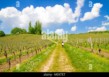 Art und Weise im Frühling am Bodensee - Bodensee, Deutschland Stockfoto