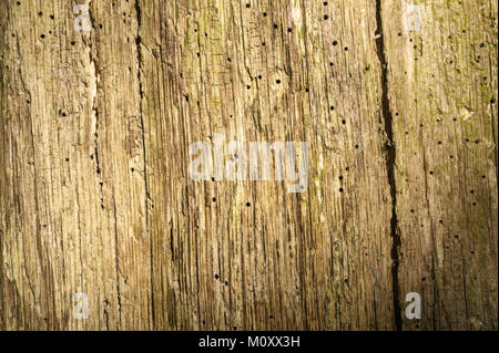 Close-up Detail des Alten verwittertes Holz mit wurmlöchern Stockfoto