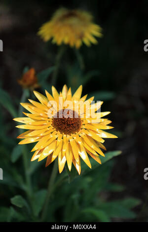 Xerochrysum Bracteatum oder auch als Goldene ewigen oder strohblume bekannt Stockfoto