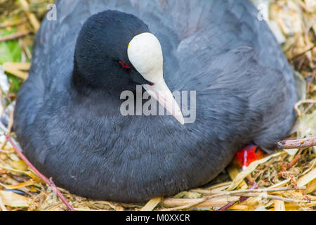 Schönes baby Sumpfhuhn Baby mit der übergeordneten Stockfoto