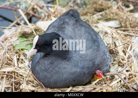 Sumpfhuhn mit Kind, am Kanal in seinem Nest Stockfoto