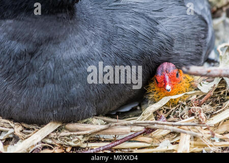 Schönes baby Sumpfhuhn Baby mit der übergeordneten Stockfoto