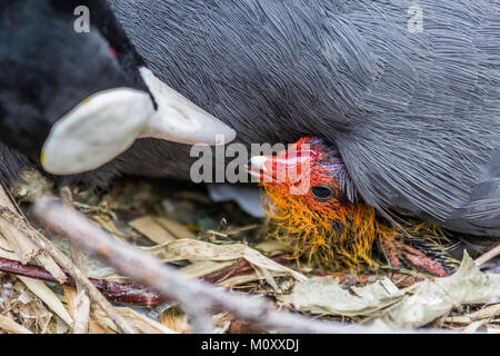 Schönes baby Sumpfhuhn Baby mit der übergeordneten Stockfoto