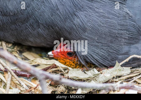 Schönes baby Sumpfhuhn Baby mit der übergeordneten Stockfoto