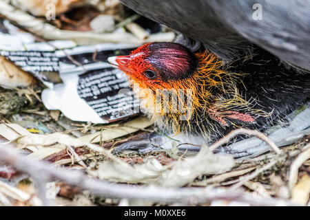 Mutter und Kind, Teichhuhn Kanalseite in ihrem Nest. Stockfoto