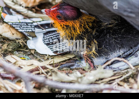 Schönes baby Sumpfhuhn Baby mit der übergeordneten Stockfoto