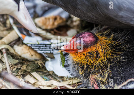 Mutter und Kind, Teichhuhn Kanalseite in ihrem Nest. Stockfoto