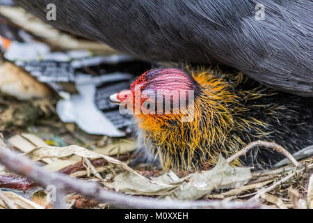 Mutter und Kind, Teichhuhn Kanalseite in ihrem Nest. Stockfoto