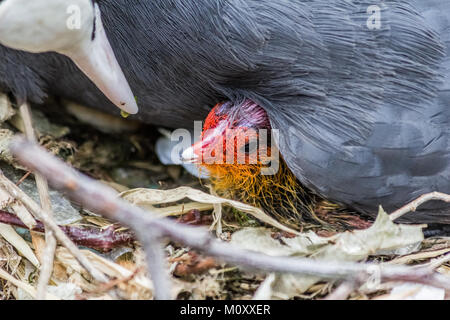 Schönes baby Sumpfhuhn Baby mit der übergeordneten Stockfoto