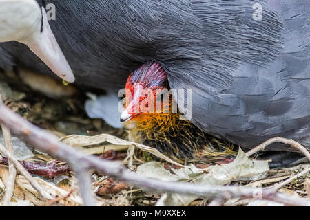 Sumpfhuhn und es ist New Born Baby Stockfoto