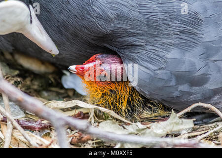 Schönes baby Sumpfhuhn Baby mit der übergeordneten Stockfoto