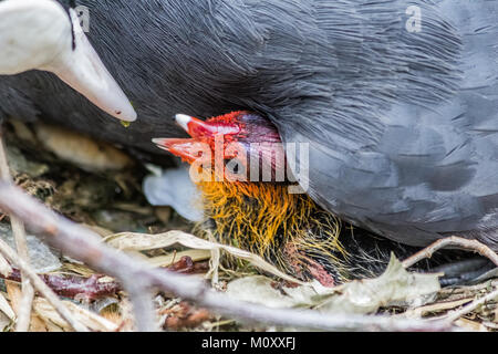 Sumpfhuhn und chick, canal Seite. Stockfoto