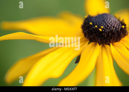 Nahaufnahme von Rudbeckia Blumen Stockfoto