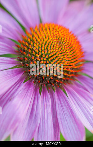 Echinacea coneflower close-up Stockfoto