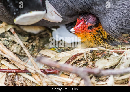 Sumpfhuhn und es ist New Born Baby Stockfoto