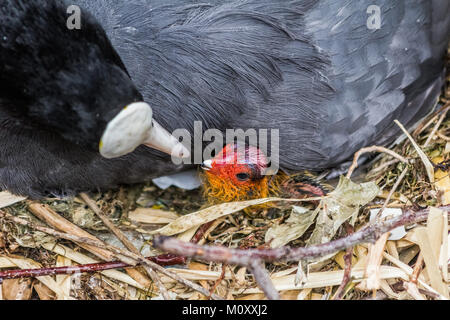 Sumpfhuhn und es ist New Born Baby Stockfoto