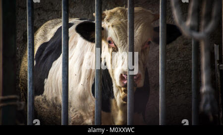 Schwarze und weiße Kuh im Stall hinter Gittern in Griechenland Stockfoto