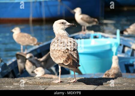 Möwen auf einem Fischerboot im Hafen von Pozzuoli, Neapel Stockfoto