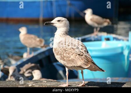 Möwen auf einem Fischerboot im Hafen von Pozzuoli, Neapel Stockfoto