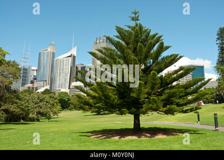 Königlicher botanischer Garten Sydney an einem sonnigen Tag mit hoher CBD im Hintergrund. Blue Sky. Muster Baum. Stockfoto