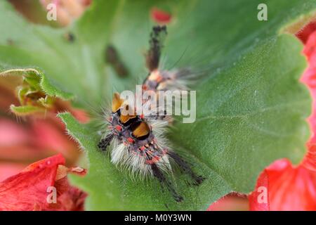Frankreich, Morbihan, Vannes, Lepidoptera, Lymantriidae, Rusty tussock Motte (Orgyia antiqua) Stockfoto