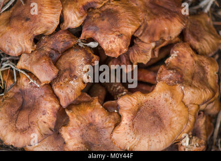 Armillaria, oder Honig Pilz auf toten Baum, Andalusien, Spanien. Stockfoto