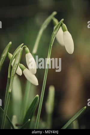 Schneeglöckchen Pflanzen, Blumen, Galanthus nivalis, Limburg, Niederlande, Europa. Stockfoto