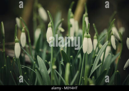 Schneeglöckchen Pflanzen, Blumen, Galanthus nivalis, Limburg, Niederlande, Europa. Stockfoto