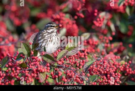 Redwing-Turdus Iliacus ernährt sich von Beeren Zwergmispel. Winter. Stockfoto