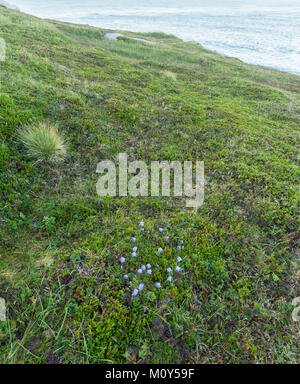 Reif Moltebeeren und blauen Blüten auf der Insel Mageroya, Norwegen. Cloudberry ist ein essbarer nördlichen hilfreich Barry Stockfoto