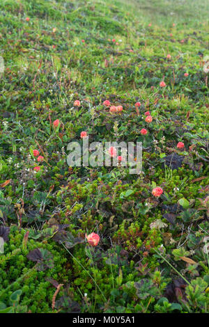 Moltebeeren reif auf der Insel Mageroya, Norwegen. Cloudberry ist ein essbarer nördlichen hilfreich Barry Stockfoto