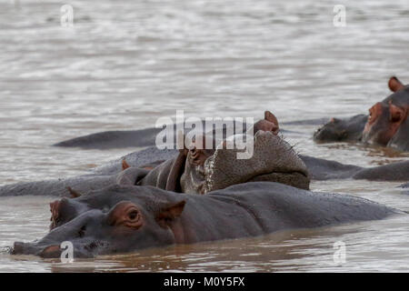 Flusspferde in See, ein ruhender Kopf auf der Rückseite eines anderen Stockfoto