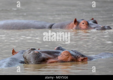 Flusspferde Ruhe schlafen in St. Lucia See - Schlaf hippo im Vordergrund mit unscharfen Mail im Hintergrund Stockfoto