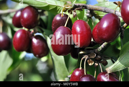 In der Nähe von reifen roten Karneol Kirschen auf dem Zweig Stockfoto