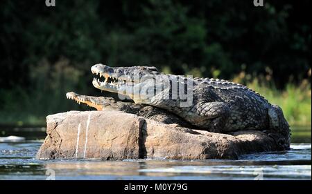 Nil Krokodil. Zwei Krokodile, nachdem sie von einer Hitze geöffnet zu grasen, sitzen Sie auf einem großen Stein in der Mitte der Quellen des Nils. Nil Krokodil. Zwei crocod Stockfoto