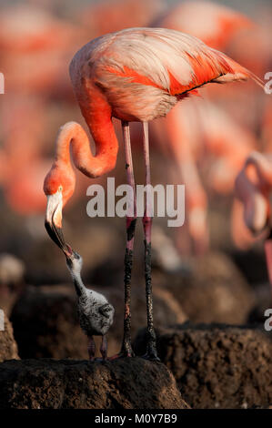 Baby-Vogel von der Karibik Flamingo. Ein warmes und wohliges Babyvogel von der Karibik Flamingo in der Nähe der Eltern. Stockfoto