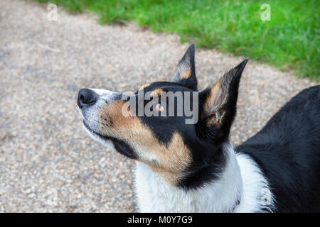 Collie Hund suchen, mit gespitzten Ohren Stockfoto