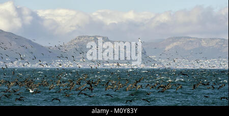 Das Kap Kormorane (Phalacrocorax capensis) Fische fangen am Meer. Südafrika Stockfoto