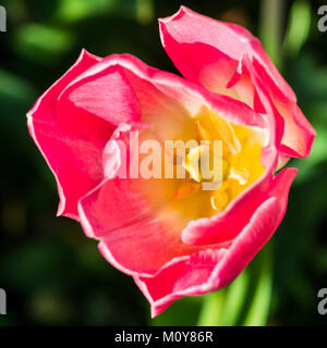 Ein Makro Schuß auf eine leichte rote Tulpe Blüte. Stockfoto