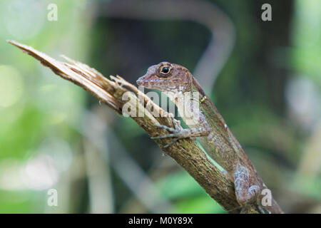 Anolis Eidechse, El Yunque Nationalpark in Baracoa, Kuba Stockfoto