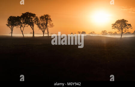 Morgendämmerung Nebel unter den Bäumen im australischen Outback (Darwin, Northern Territory) Stockfoto