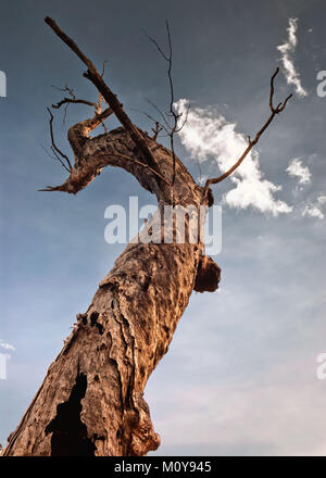 Ein Baum in der Dämmerung in den Nourlangie badlands, Kakadu National Park Stockfoto