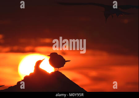 Silhouette der Flußseeschwalben (Sterna hirundo) an der roten Sonnenuntergang Hintergrund Stockfoto