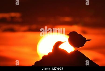 Silhouette der Flußseeschwalben (Sterna hirundo) an der roten Sonnenuntergang Hintergrund Stockfoto