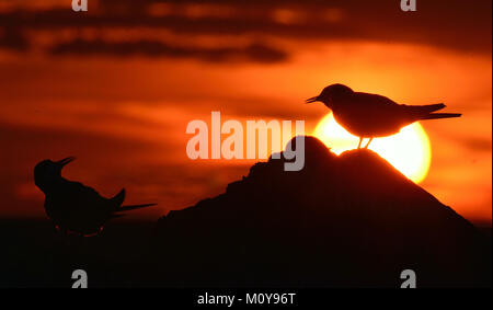 Silhouette der Flußseeschwalben (Sterna hirundo) an der roten Sonnenuntergang Hintergrund Stockfoto