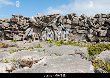 Die typischen Steinmauern Abgrenzung Felder auf die Aran Inseln, eine Gruppe von drei Inseln an der Mündung des Galway Bay, an der Westküste von Irland. Stockfoto