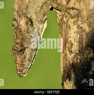 Anolis (Chamaeleolis) guamuhaya (escambray Bärtigen Anole). Kuba endemisch Stockfoto